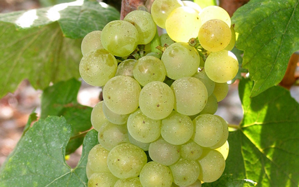 Chardonnay