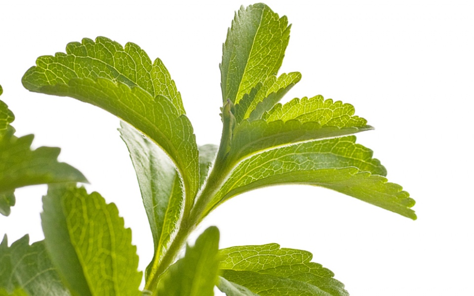 STEVIA