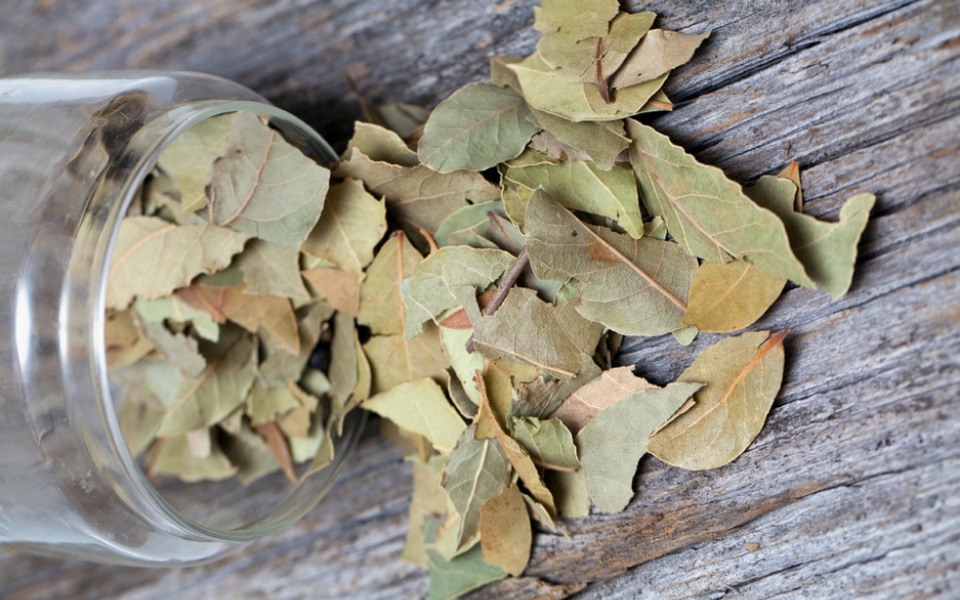 BAY LEAF