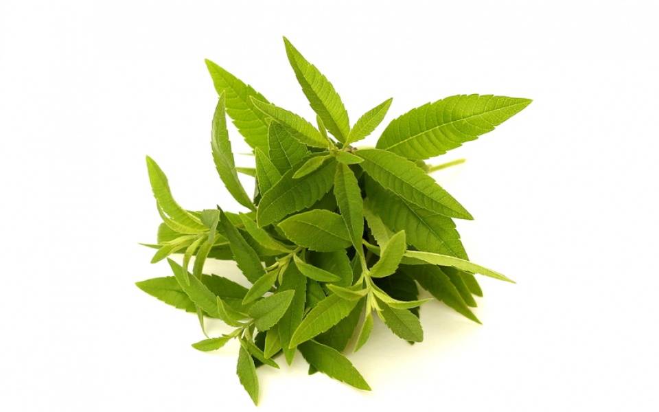 LEMON VERBENA