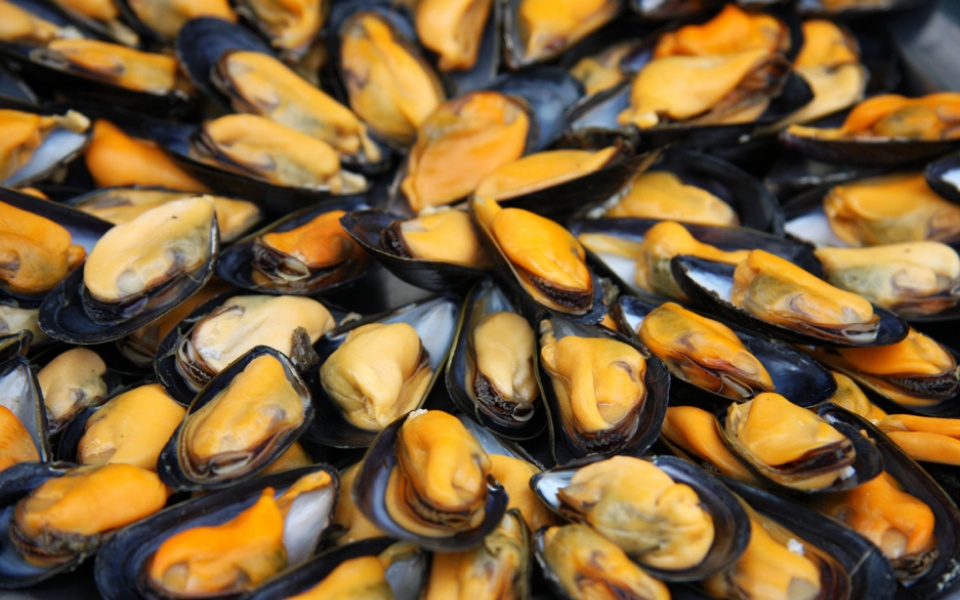 MUSSEL