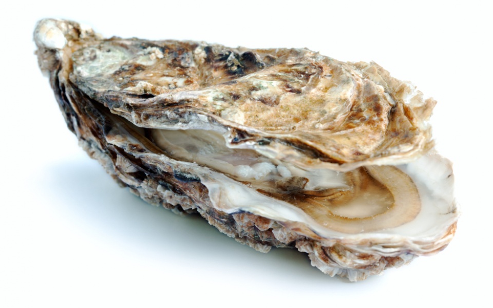 OYSTER 