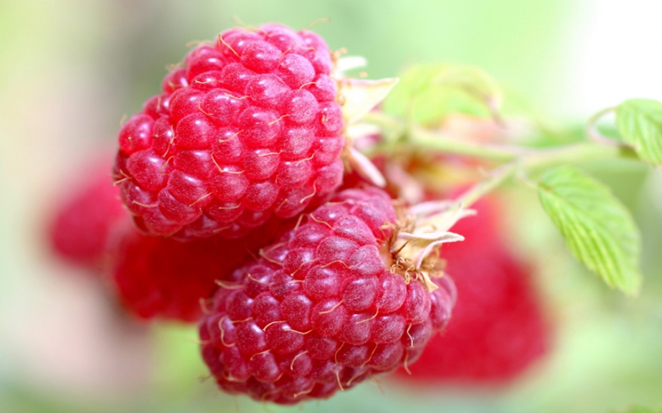 RASPBERRY