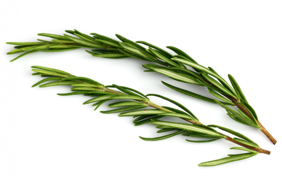 ROSEMARY 