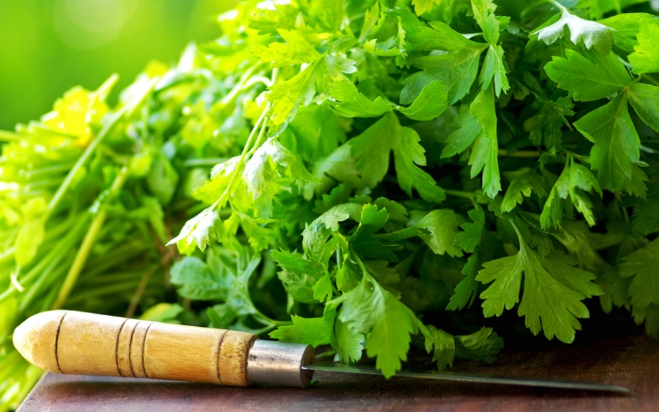 CILANTRO OR CORIANDER