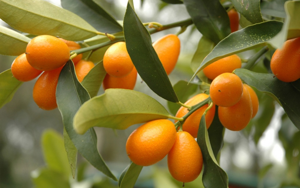 KUMQUAT