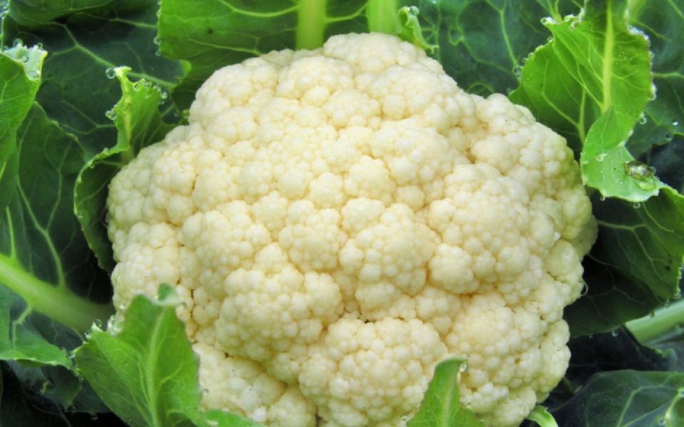 CAULIFLOWER