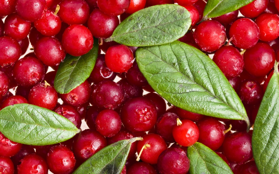 ΚΡΑΝΜΠΕΡΙ (cranberry)