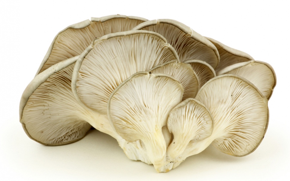 OYSTER MUSHROOMS