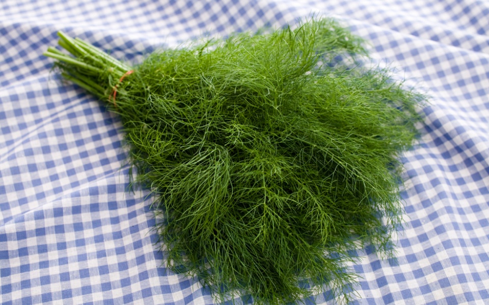 FENNEL TOPS