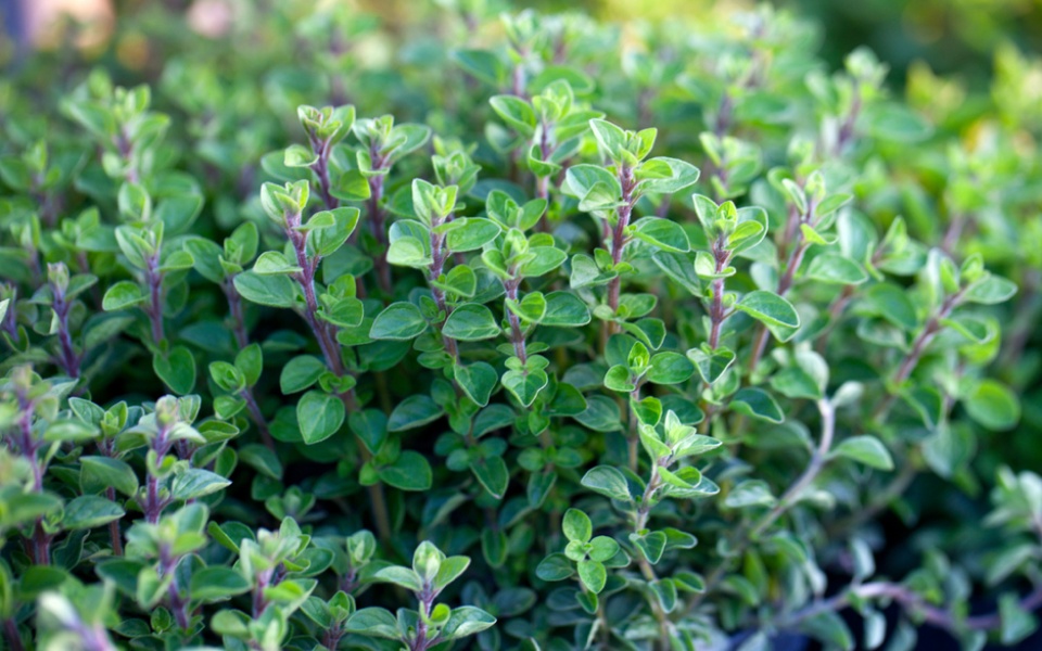 MARJORAM