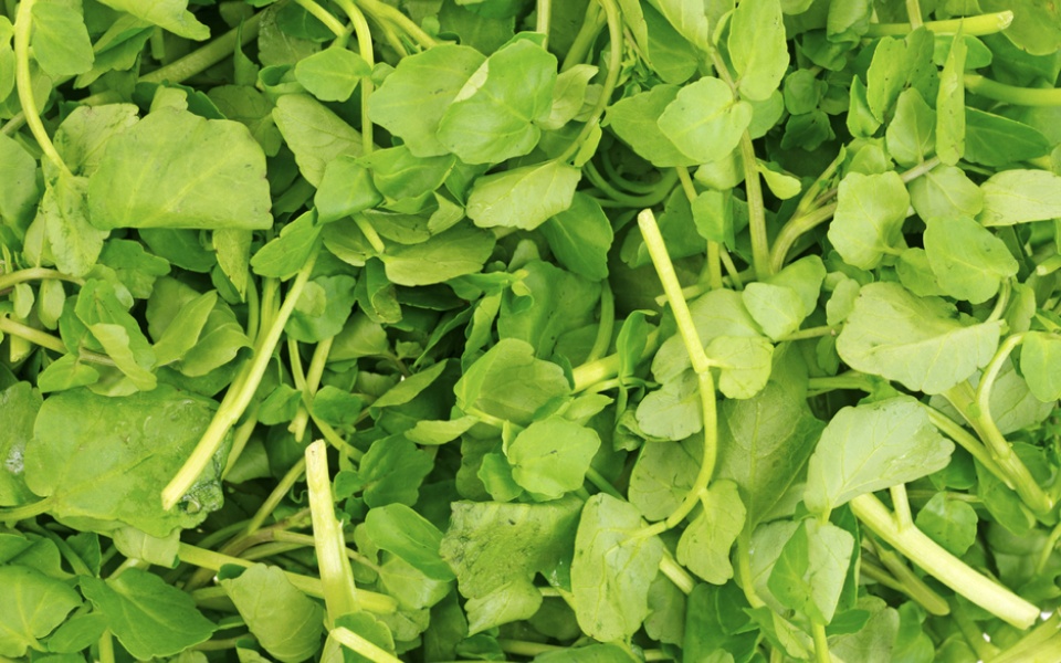 WATERCRESS