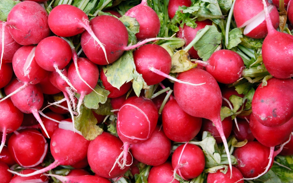 RADISH