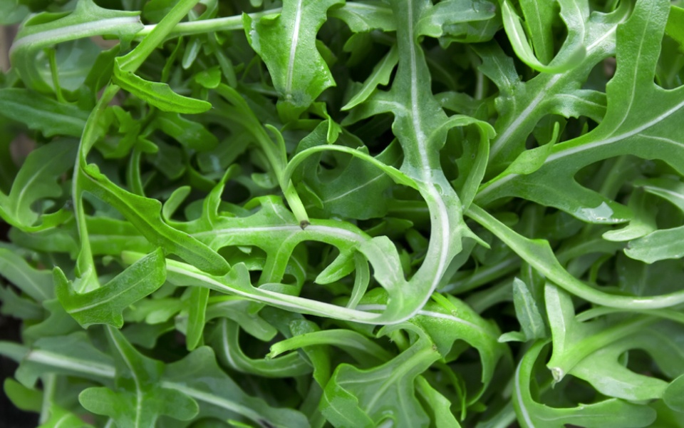 ARUGULA