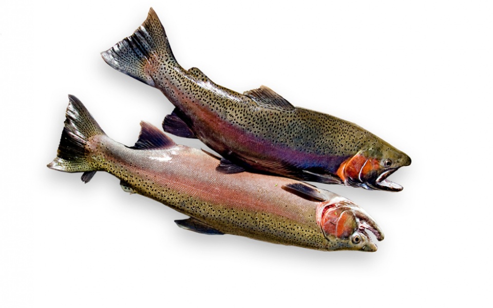 TROUT