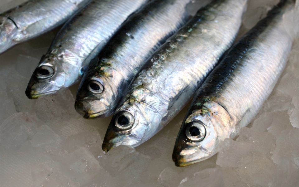 FRESH ANCHOVIES