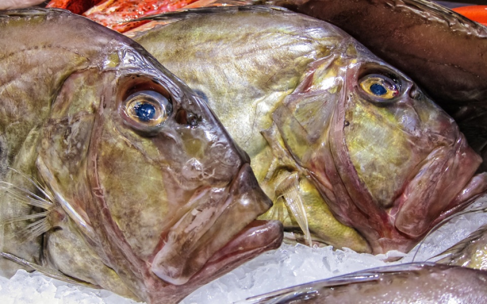 JOHN DORY