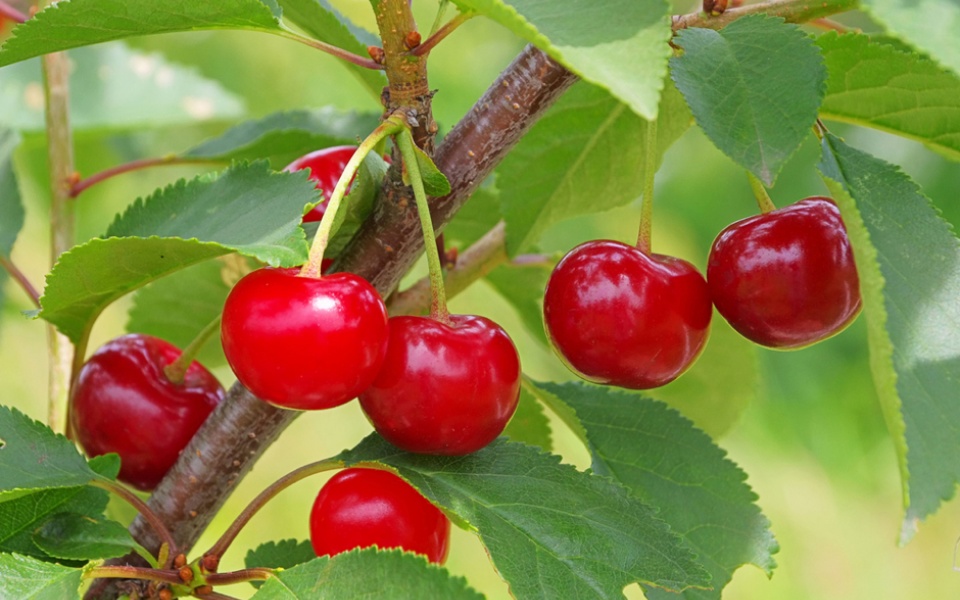 SOUR CHERRY