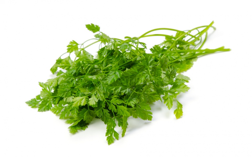 CHERVIL