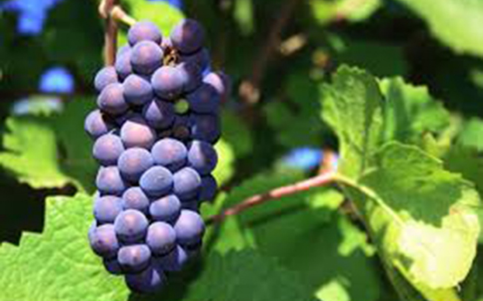 Pinot Noir 