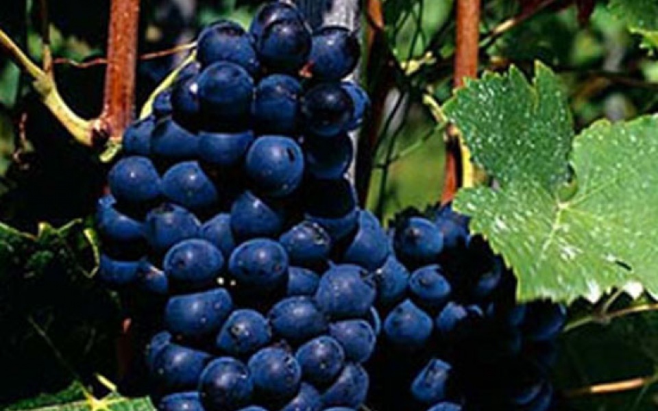 Syrah