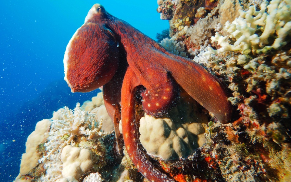 CEPHALOPOD