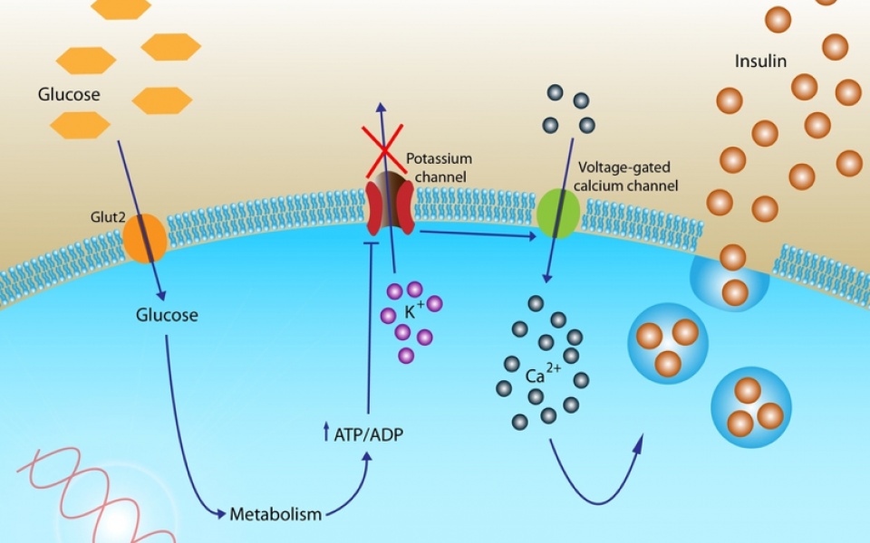 METABOLISM